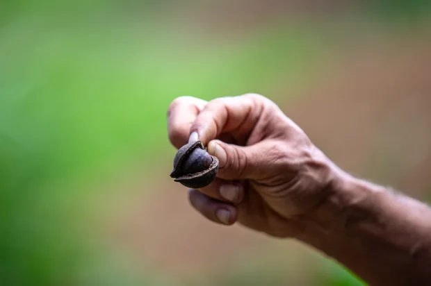 Visitors touring a macadamia nut farm and hydroponic garden