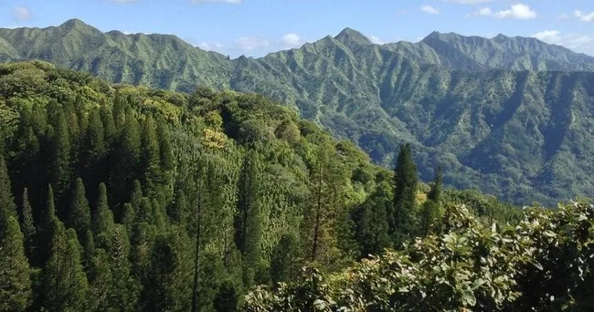 Exploring volcanic rainforest trails in Hawaii