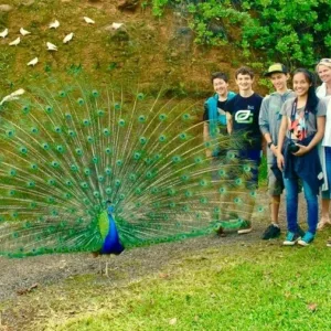 Peaceful walk through lush nature sanctuary