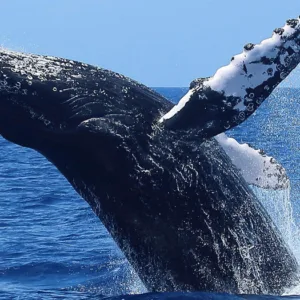 Whale watching adventure on open ocean waters