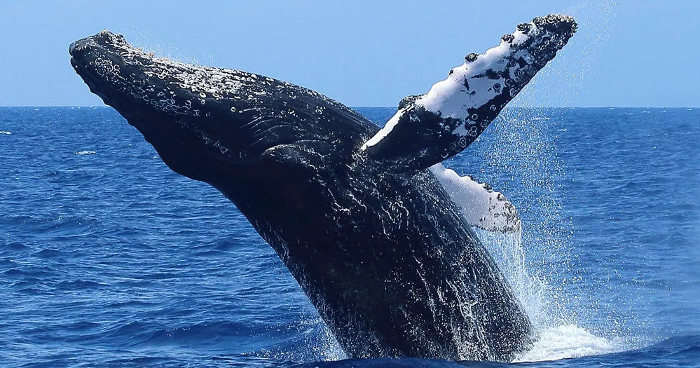 Whale watching adventure on open ocean waters