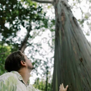 Peaceful forest path surrounded by tall trees