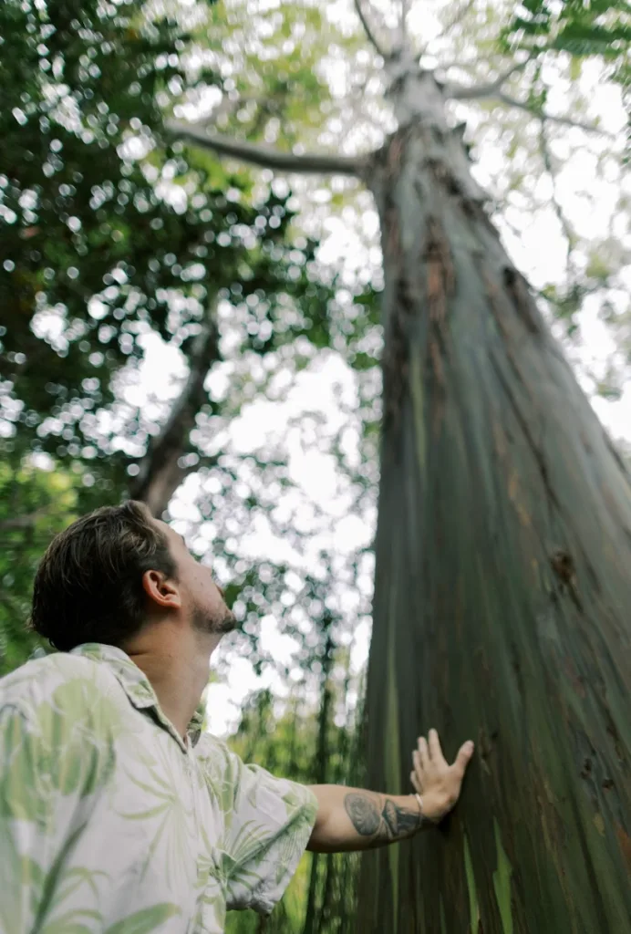 Peaceful forest path surrounded by tall trees