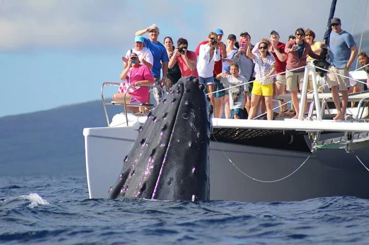 Morning whale watching cruise off Maui’s coast