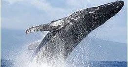 Whale breaching during afternoon whale watch tour Maui
