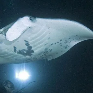 Nighttime snorkeling with majestic manta rays in Hawaii