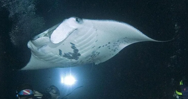 Nighttime snorkeling with majestic manta rays in Hawaii