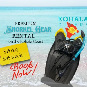 Custom fit snorkel gear available for five day rental