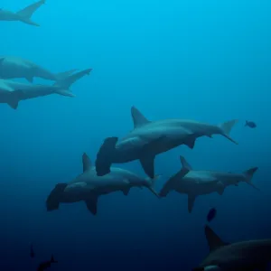 Private charter scuba dive with two tanks at Mokuho'oniki