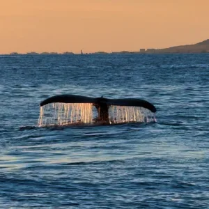 Watch majestic whales in their natural habitat