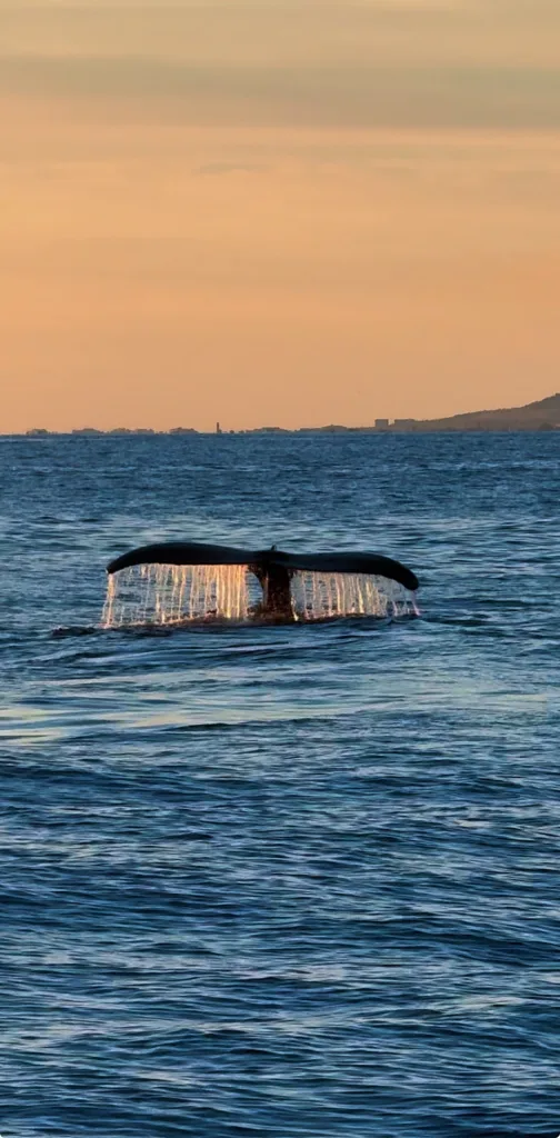 Watch majestic whales in their natural habitat