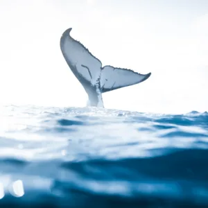 Private tour focused on whale watching and marine life