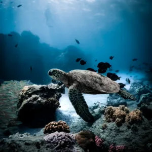 Snorkelers exploring vibrant coral reef at Turtle Canyon