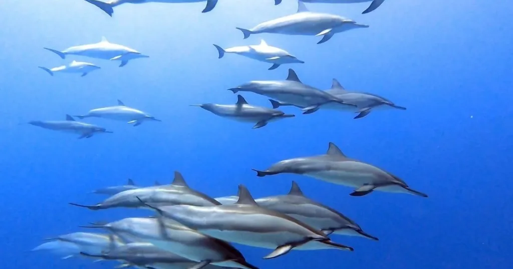 Scuba divers exploring offshore reef with clear blue water