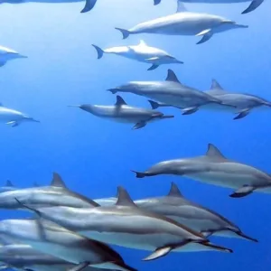Scuba divers exploring offshore reef with clear blue water