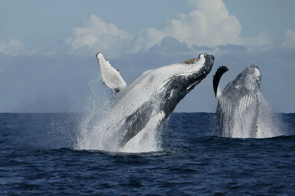 Guided whale watching tour off the Kona coast