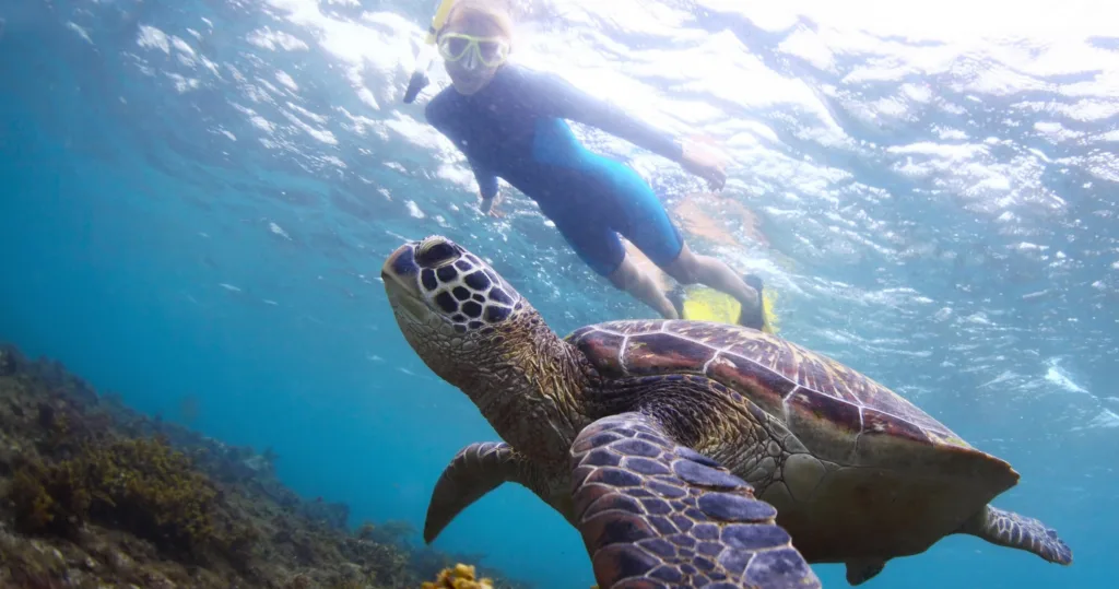 Diver exploring coral reefs with sea turtles nearby