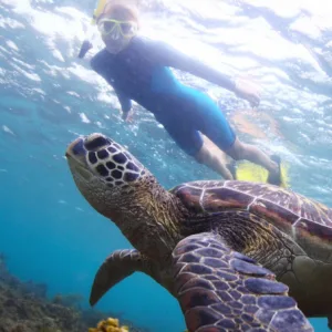 Diver exploring coral reefs with sea turtles nearby