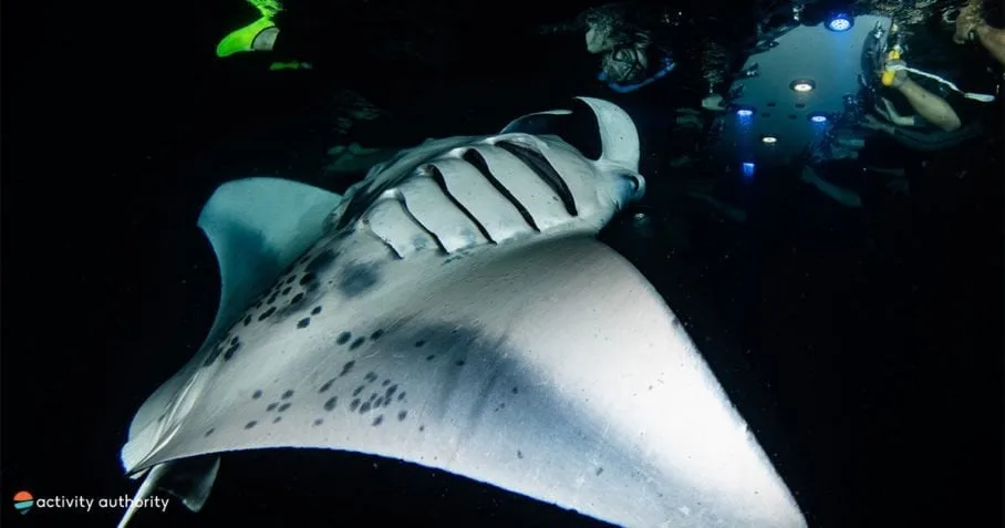Sunset snorkel with manta rays near Kona town coastline