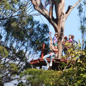 Pride of America • North Shore Maui Zipline Tour