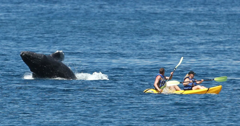 Group kayaking tour spotting whales in calm waters
