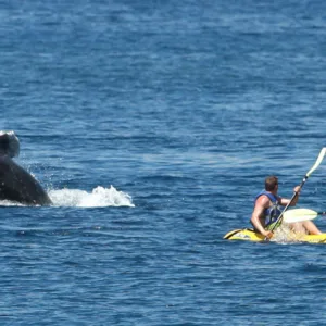 Group kayaking tour spotting whales in calm waters