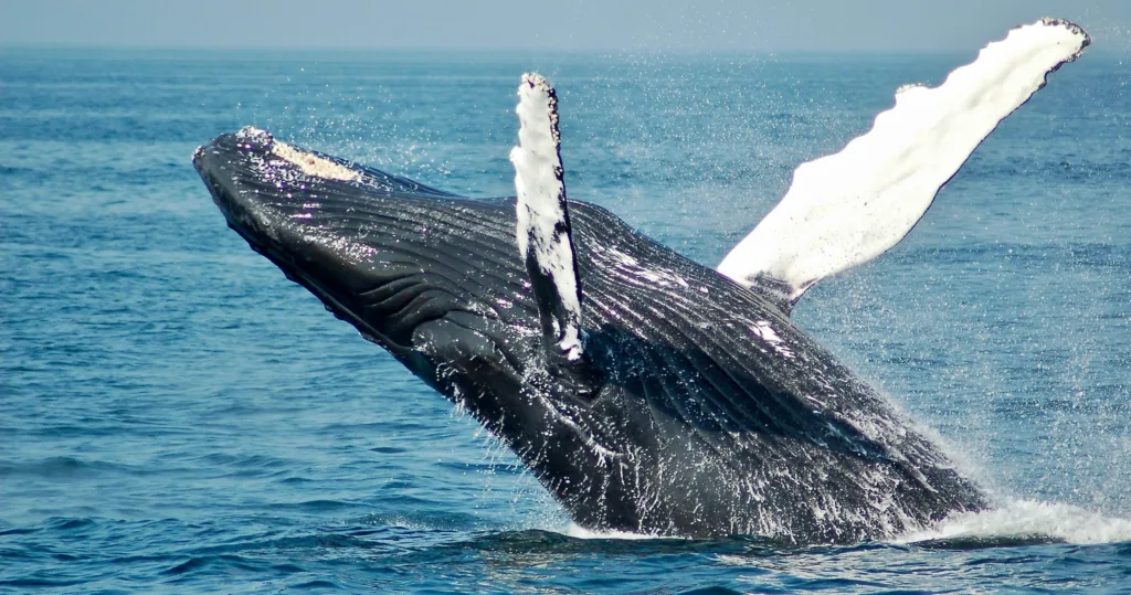 Tourists snorkeling near sea turtles in West Oahu