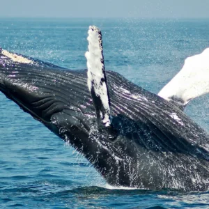 Tourists snorkeling near sea turtles in West Oahu