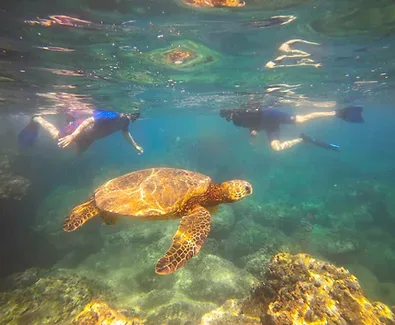 Snorkeling adventure exploring vibrant underwater marine life