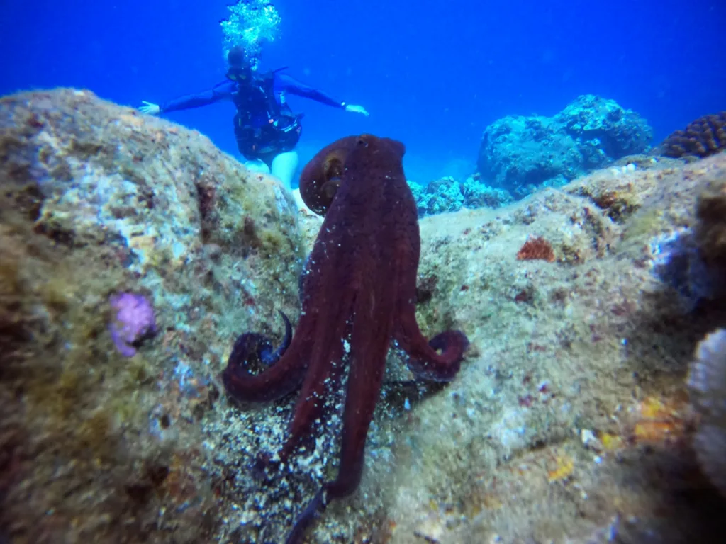 Diver preparing gear for private refresher dive