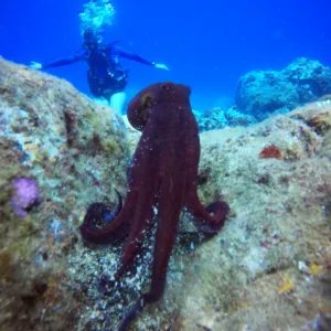 Diver preparing gear for private refresher dive