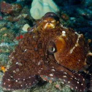 Diver practicing underwater skills with scuba gear