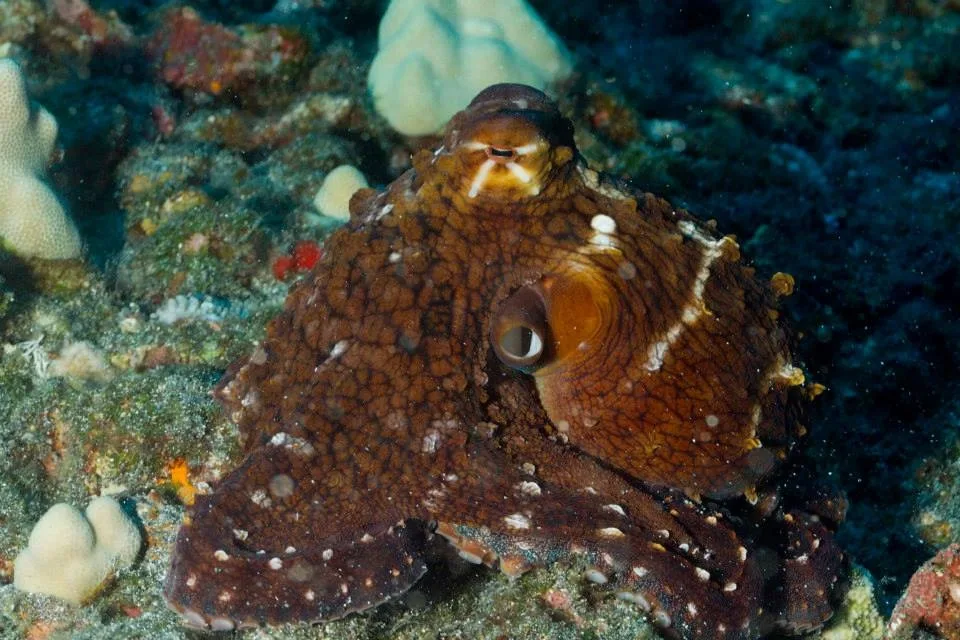 Diver practicing underwater skills with scuba gear