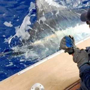 Private full day boat charter exploring Kona coastline