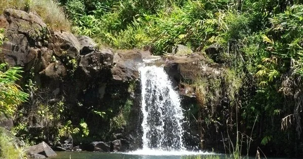 Waterfall surrounded by lush greenery at Mauna Kea Bioreserve