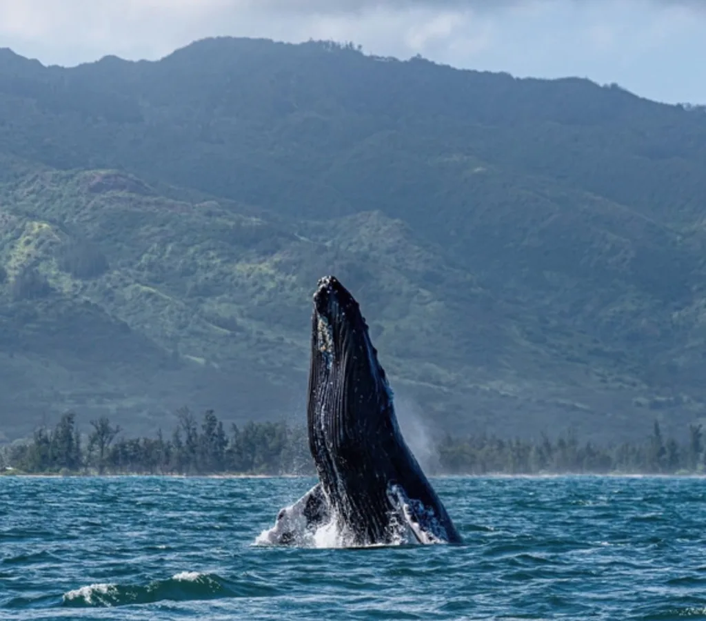 Seasonal whale watching tour boat on clear ocean