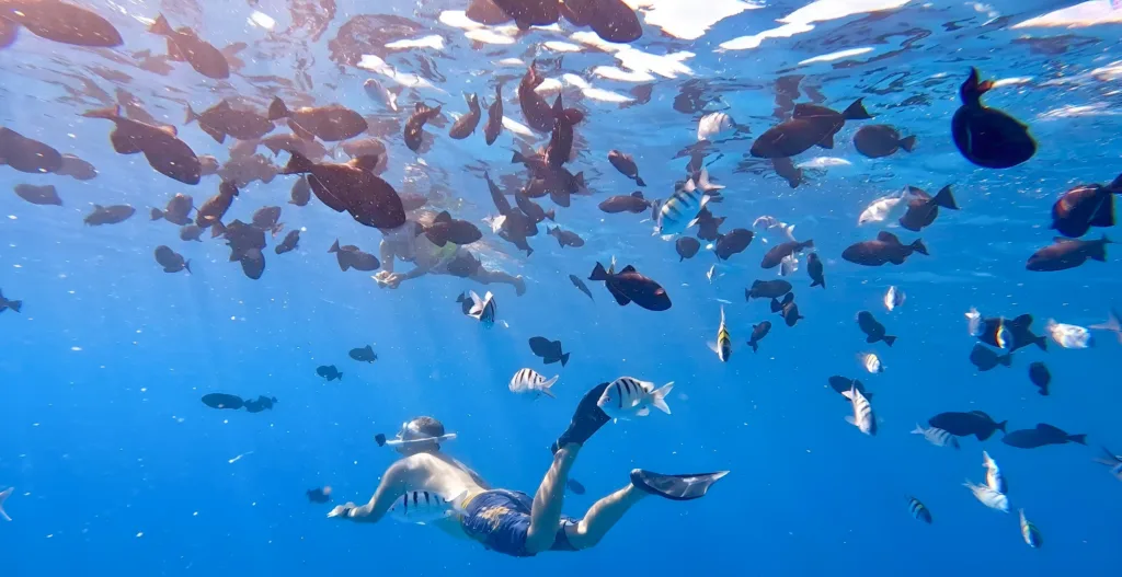Snorkelers swimming above vibrant coral reefs in clear waters