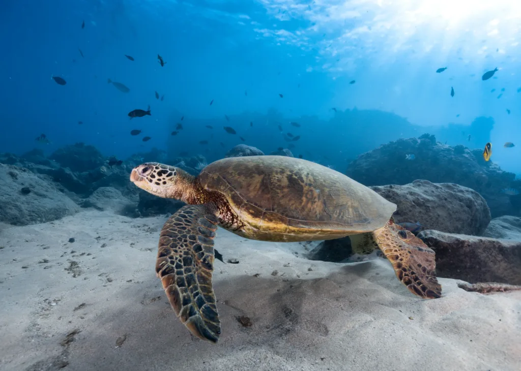 Scuba diver swimming alongside green sea turtles near shore