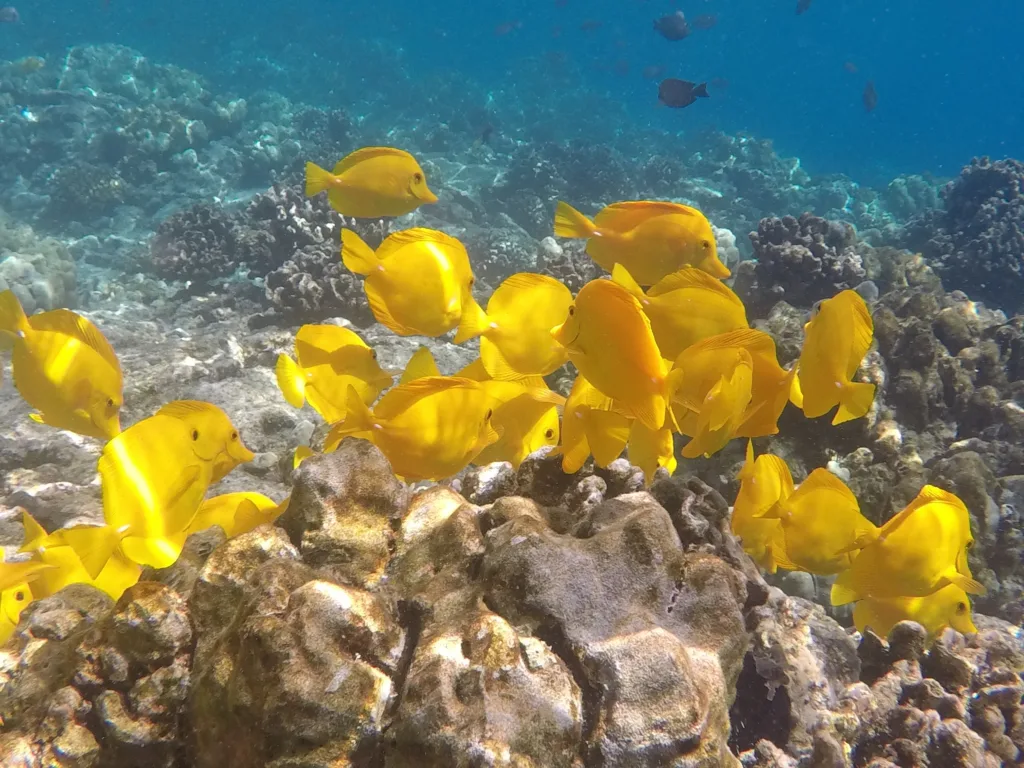 Adventure seekers snorkeling in clear Kona afternoon waters