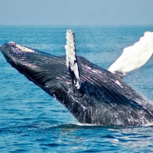 Whale breaching during private whale watch charter