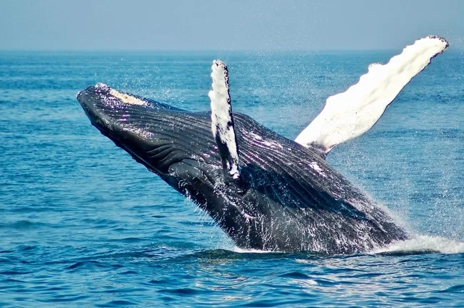 Whale breaching during private whale watch charter
