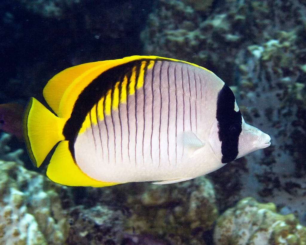 Scuba diver identifying fish species underwater near Kona