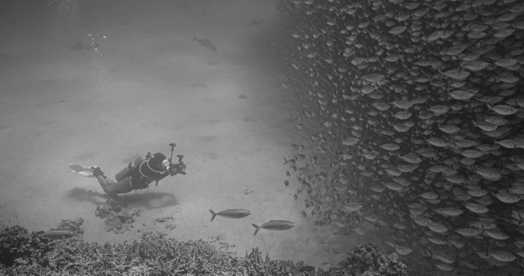 Underwater photographer capturing marine life during dive