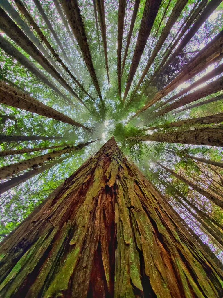 Hikers walking along lush trails in Maui Redwood forest