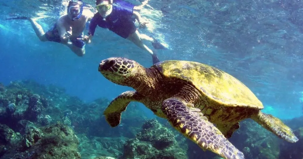 Snorkeling along shoreline at Turtle Reef on Olowalu Beach