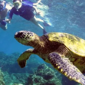 Snorkeling along shoreline at Turtle Reef on Olowalu Beach