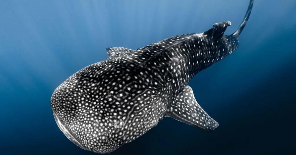 Offshore safari snorkeling tour exploring Kona’s marine life