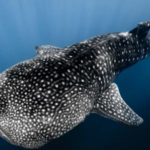 Offshore safari snorkeling tour exploring Kona’s marine life