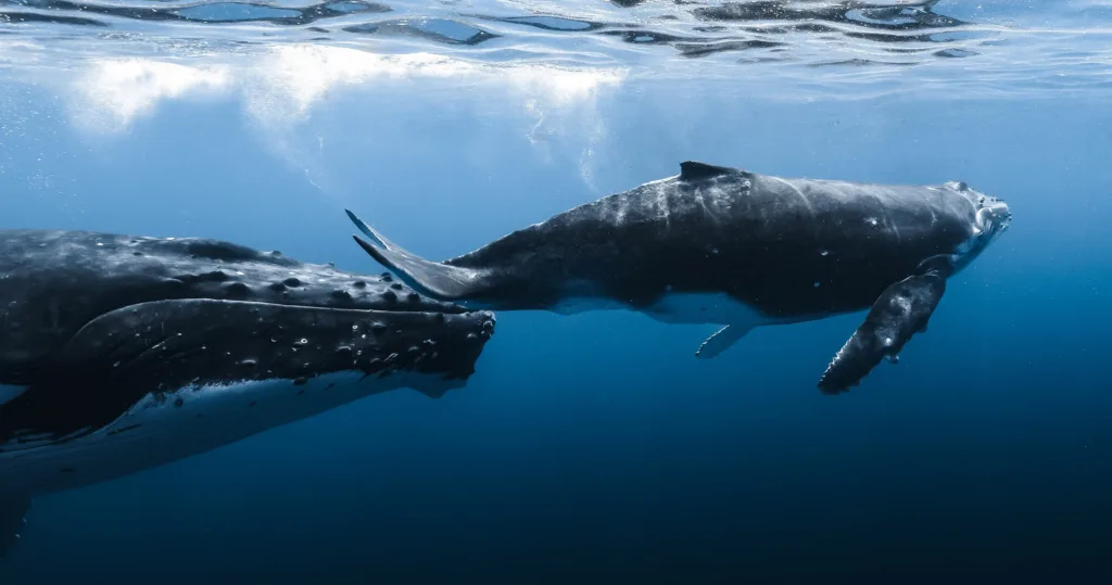 Boat watching whales breach in the ocean near Kona