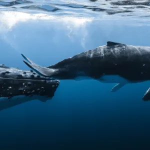 Boat watching whales breach in the ocean near Kona